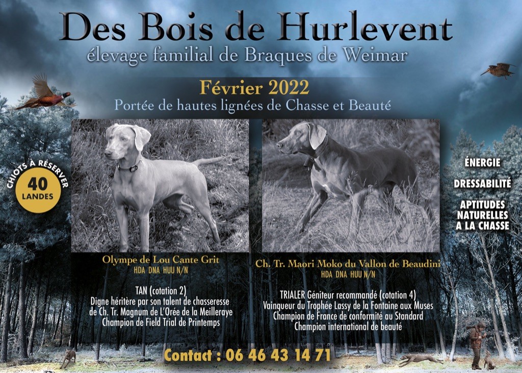 Des Bois De Hurlevent - Notre Première Portée Des Bois de Hurlevent